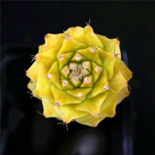 Obregonia Denegrii Variegate - With Rootstock - Rare Cactus Cacti 3060