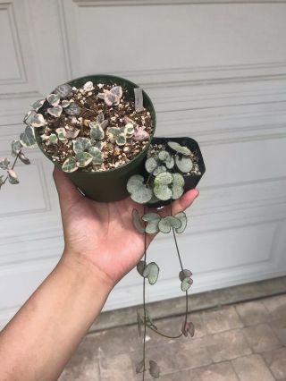 Rare Silver Glory And Rare Pink Variegated String Of Heart Bundle.  Rooted Plants