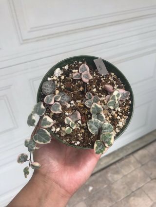 Rare Silver Glory And Rare Pink Variegated String Of Heart Bundle.  Rooted Plants 6