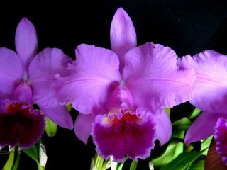 Rare Orchids - Lc Culminant 
