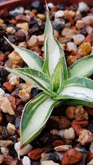 Exclusive plant Very rarely offered Agave Schidigera White MP,  