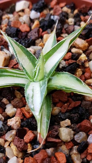 Exclusive plant Very rarely offered Agave Schidigera White MP,  