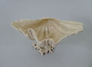 Ulster Pottery Company porcelain shell,  c.  1900.  Very rare item.  Belleek. 2