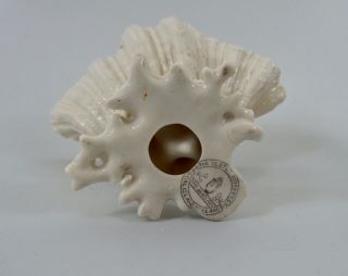 Ulster Pottery Company porcelain shell,  c.  1900.  Very rare item.  Belleek. 7