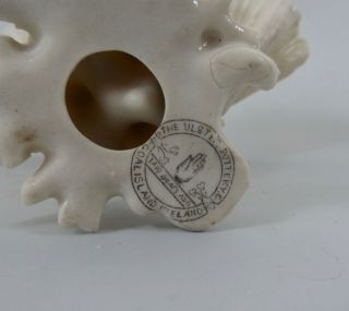 Ulster Pottery Company porcelain shell,  c.  1900.  Very rare item.  Belleek. 8