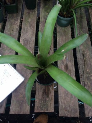 Bromeliad Neoregelia Vaghans Rare Hybrid Tropical Plant 945
