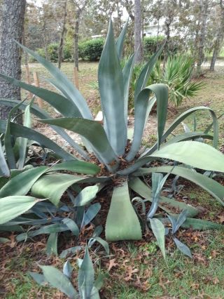 Agave Ferox,  Century Plant Hardy Exotic Succulent Big Aloe Rare - 1 Live Plant