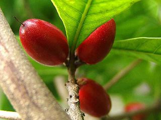 Miracle Fruit Plant Rare Tropical Fruit Synsepalum Dulcificum (tree) Seedling