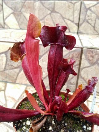 Sarracenia " Proteus " X " Ares " Very Rare Carnivorous Pitcher Plant.