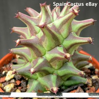 Monadenium Schubei On Roots King Size Selected Clone Rare Succulent Plant 26/5