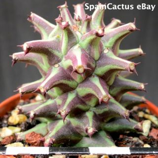 Monadenium schubei ON ROOTS KING SIZE SELECTED CLONE rare succulent plant 26/5 2