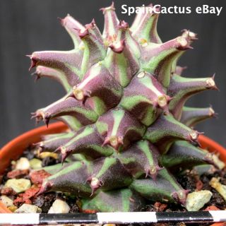 Monadenium schubei ON ROOTS KING SIZE SELECTED CLONE rare succulent plant 26/5 3