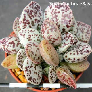 Adromischus Marianiae Cv.  Bryan Makin 2/3 King Size Rare Succulent Plant 26/5