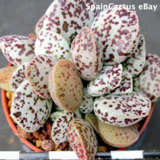Adromischus marianiae cv.  Bryan Makin 2/3 KING SIZE rare succulent plant 26/5 3