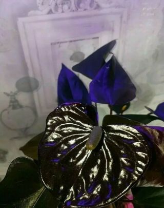 Rare Anthurium Black Beauty Tropical Black Flower Houseplant Perfect Plant Gift