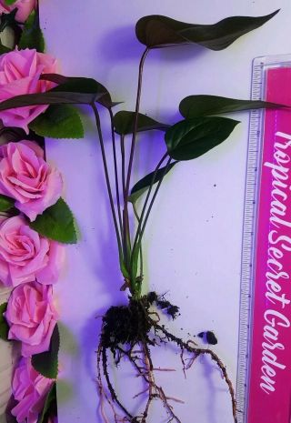 Rare Anthurium Black Beauty Tropical Black Flower Houseplant Perfect Plant Gift 2