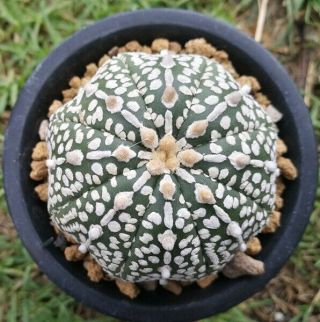 Astrophytum Asterias Kabuto Grow From Seed Rare Cactus Kakteen Cacti