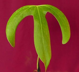 Anthurium Trilobum Rare Aroid Plant Philodendron