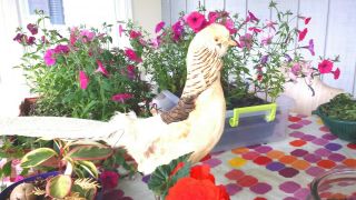 Rare White Chinese Golden Pheasant Taxidermy Bird Mount Old Wood Base Stand
