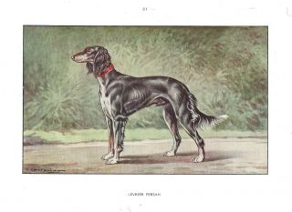 Rare 1930 Art Watercolor Francois Castellan France Dog Portrait Print Saluki