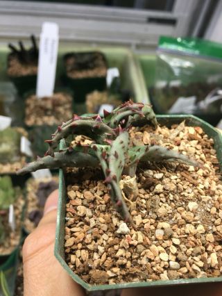 Aloe Castilloniae Rare Succulent