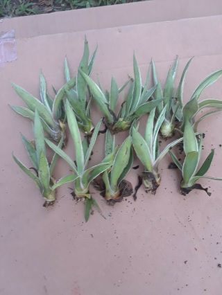 10 Agave Angustifolia Variegated Exotic Succulent Rare Cactus healthy 2