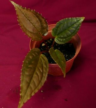 Monolena Primuliflora Aff Rare Terrarium Plant Melastome Ant Plant