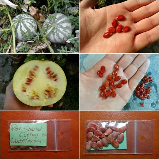 Watermelon  Red Seeded Citron  20 Top Quality Seeds - Extremely Rare - Unique