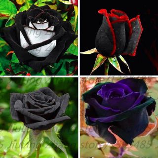100pcs/bag Black Rose Seeds With Red Edge Rare Color Popular Garden Flower Seed