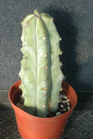 Myrtillocactus Geometrizans Var.  Grandiareolatus Rare Cactus