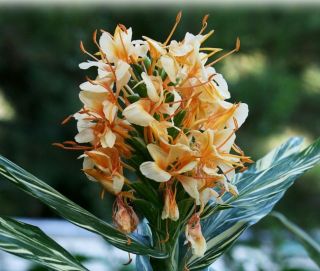 Doctor Dr Moy Rare Variegated Ginger Hedychium Bulb Peach Pink Flowers Fragrant