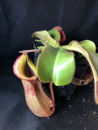 Nepenthes truncata X veitchii (m) EP SEEDGROWN SUNBURST PERISTOME RARE 5