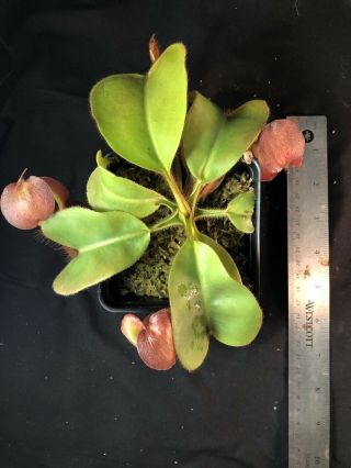 Nepenthes truncata X veitchii (m) EP SEEDGROWN SUNBURST PERISTOME RARE 7