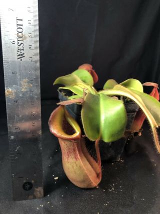 Nepenthes truncata X veitchii (m) EP SEEDGROWN SUNBURST PERISTOME RARE 8