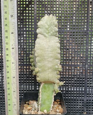13.  Whitesloanea cressa (hugh mother plant) very rare and succulent 2