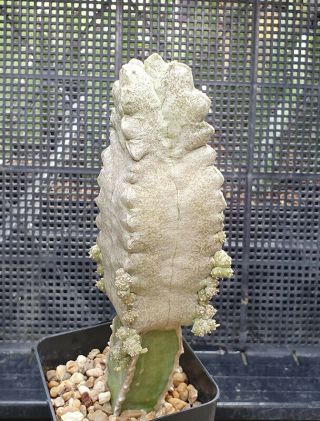 13.  Whitesloanea cressa (hugh mother plant) very rare and succulent 3
