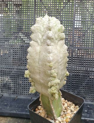 13.  Whitesloanea cressa (hugh mother plant) very rare and succulent 4