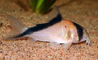 Corydoras Davidsandsi (rare Catfish)