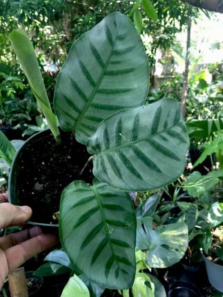 Rare Giant Leaved Silver Species Calathea Bella.  Hard To Find Collector