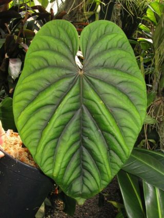 Anthurium Debile,  Rare Species,  Undulated Leaf,  Aroid Plant
