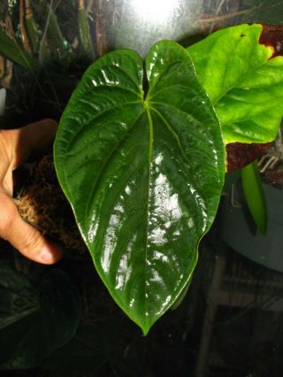 ANTHURIUM DEBILE,  Rare Species,  UNDULATED Leaf,  Aroid Plant 2