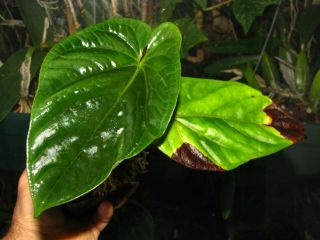 ANTHURIUM DEBILE,  Rare Species,  UNDULATED Leaf,  Aroid Plant 3