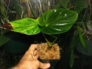 ANTHURIUM DEBILE,  Rare Species,  UNDULATED Leaf,  Aroid Plant 4