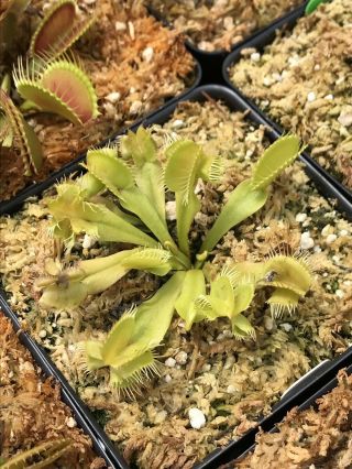 Venus Flytrap Destruction Carnivorous Plant Dionaea Muscipula Rare
