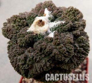 Nataellis 10 Seeds Ariocarpus Fissuratus Cv.  Godzilla Ultra Rare Cacti/cactus/サボ