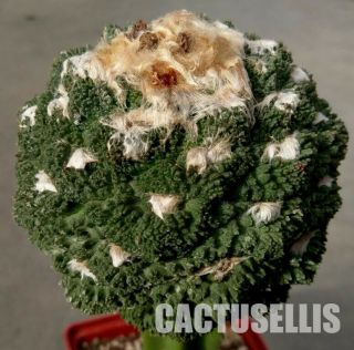 nataellis 10 SEEDS Ariocarpus fissuratus cv.  GODZILLA ULTRA RARE cacti/cactus/サボ 2