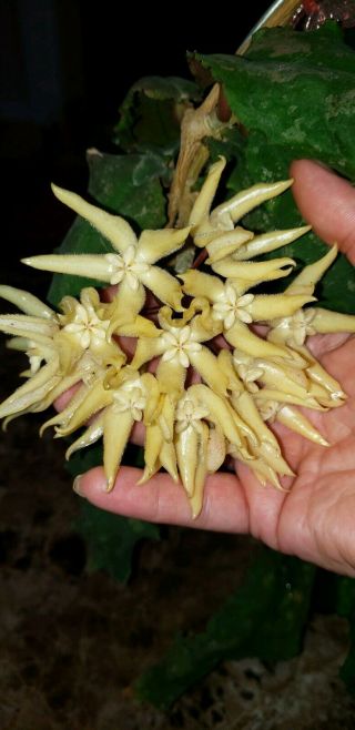 Hoya Undulata Starter Plant.  Very Rare In Us Ships In 3 " Net Pot