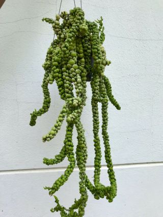 Rare Dischidia Called ‘green Dragon Jade’ Green Plant,  4 " Pot Size