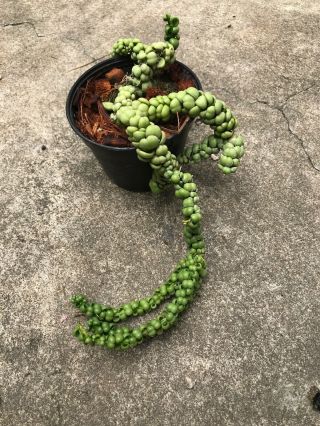 003 - Rare Dischidia Called ‘green Dragon Jade’ Green Plant,  3 " Pot Size