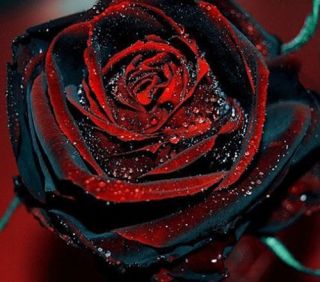 Rare True Blood Black Rose Flower Seeds Garden Plant,  (buy 1 Get 1 15 Off)